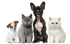 bigstock-Group-of-dogs-and-cats-in-fron-15953471