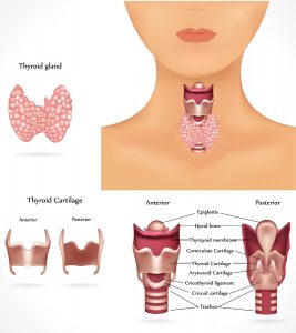 bigstock-Thyroid-gland-19336097